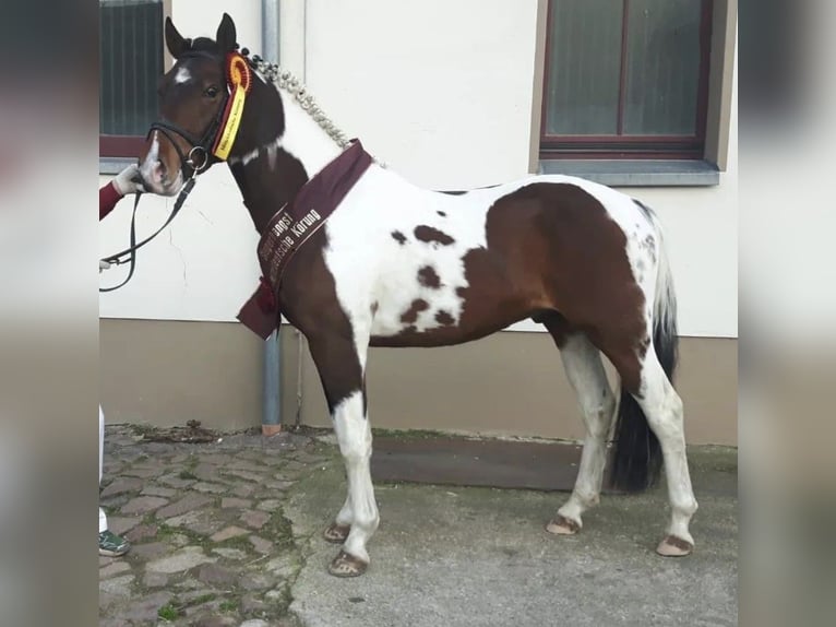 Deutsches Reitpony Mix Stute 1 Jahr 150 cm Schecke in Arneburg