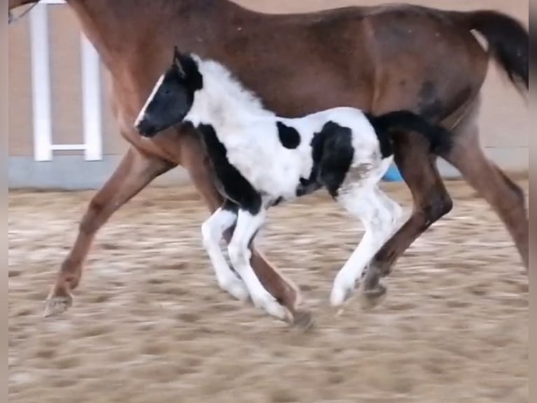 Deutsches Reitpony Mix Stute 1 Jahr 150 cm Schecke in Arneburg