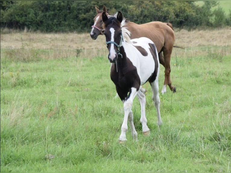 Deutsches Reitpony Mix Stute 1 Jahr 150 cm Schecke in Arneburg