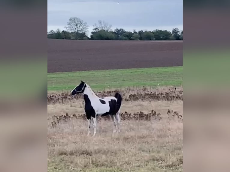 Deutsches Reitpony Mix Stute 1 Jahr 150 cm Schecke in Arneburg