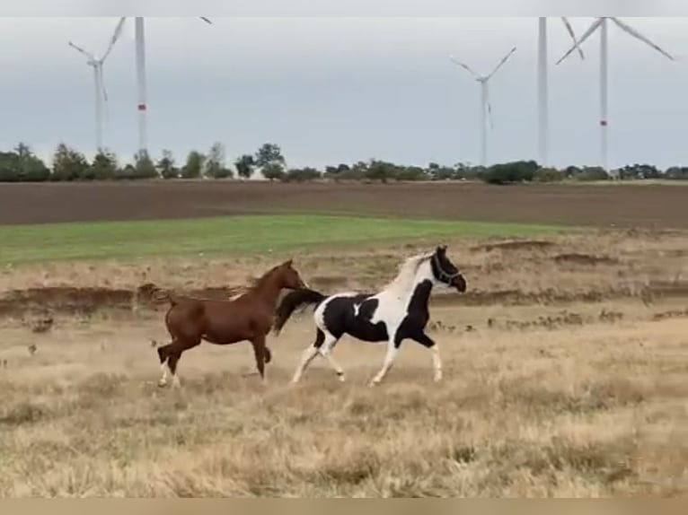 Deutsches Reitpony Mix Stute 1 Jahr 150 cm Schecke in Arneburg