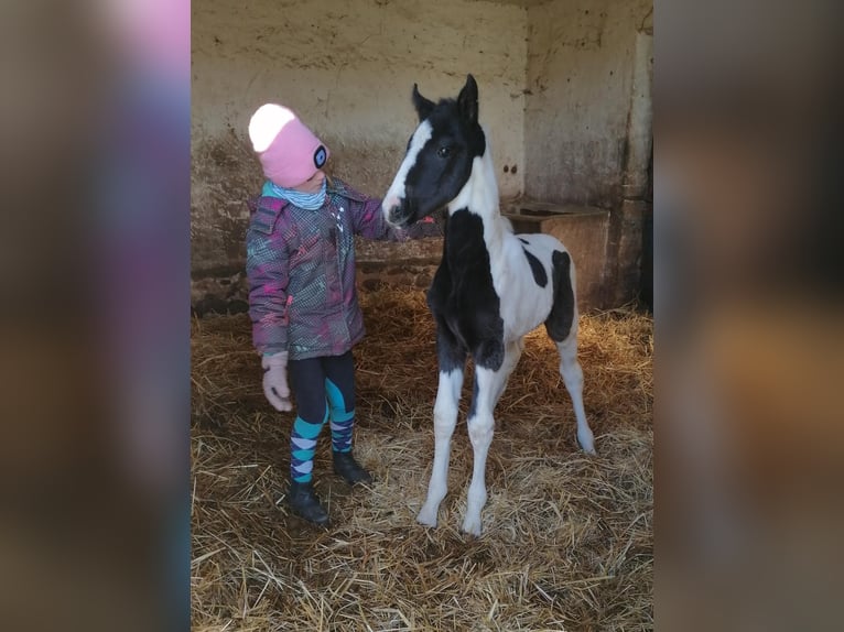 Deutsches Reitpony Mix Stute 1 Jahr 150 cm Schecke in Arneburg