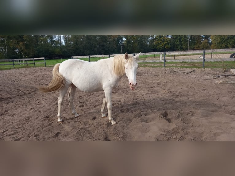 Deutsches Reitpony Stute 1 Jahr 151 cm Perlino in Wittingen