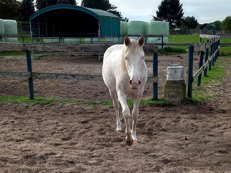 Deutsches Reitpony Stute 1 Jahr 151 cm Perlino in Wittingen