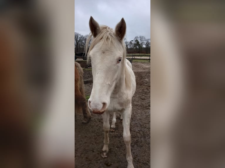 Deutsches Reitpony Stute 1 Jahr 151 cm Perlino in Wittingen