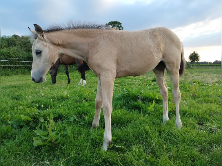 Deutsches Reitpony Stute 1 Jahr 155 cm Buckskin in Lathen