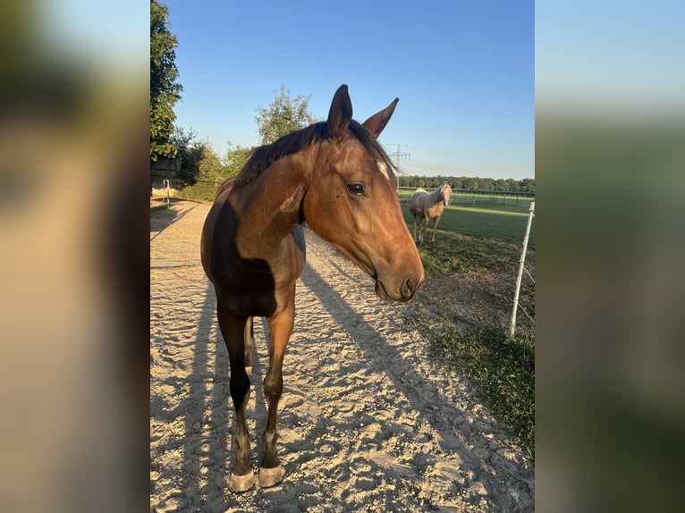 Deutsches Reitpony Stute 1 Jahr 155 cm Dunkelbrauner in Nettetal