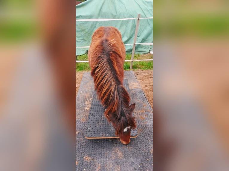 Deutsches Reitpony Stute 1 Jahr 95 cm Brauner in Alt Tucheband Hathenow