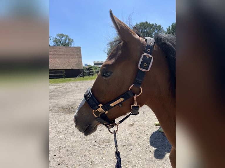 Deutsches Reitpony Stute 1 Jahr Brauner in Datteln