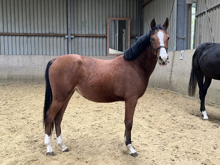 Deutsches Reitpony Stute 1 Jahr Brauner in Datteln