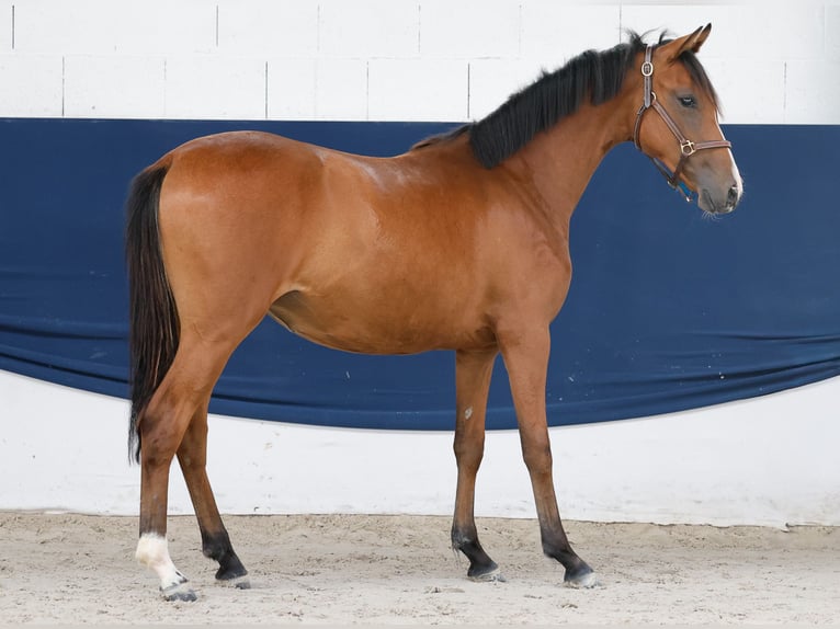 Deutsches Reitpony Stute 1 Jahr Brauner in Marsberg