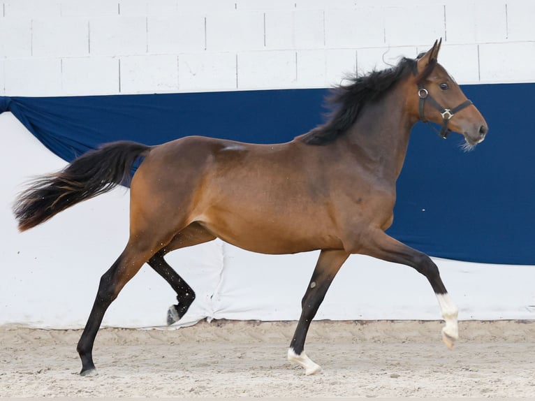 Deutsches Reitpony Stute 1 Jahr Brauner in Marsberg