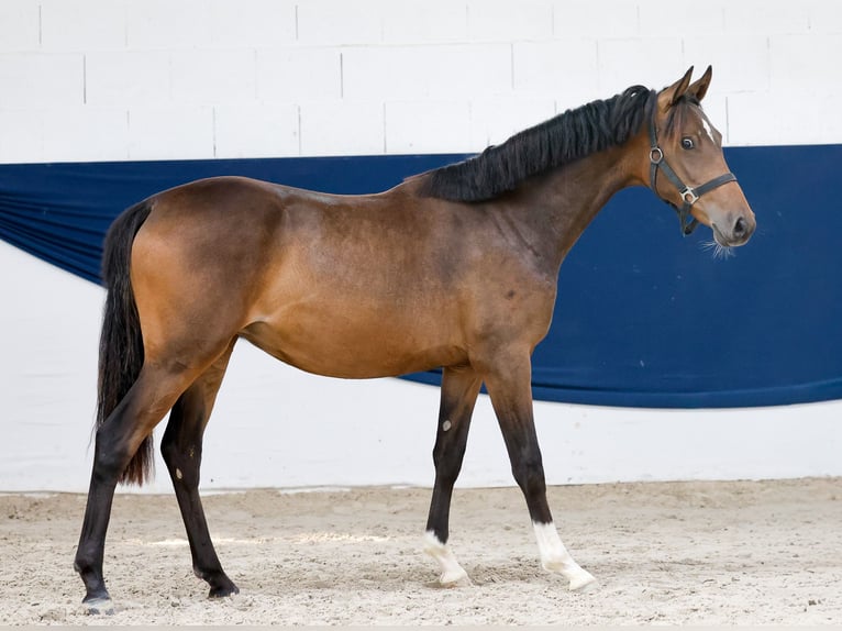 Deutsches Reitpony Stute 1 Jahr Brauner in Marsberg