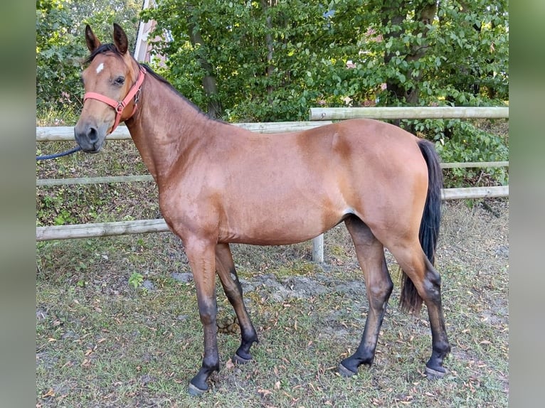 Deutsches Reitpony Stute 1 Jahr Brauner in Saerbeck