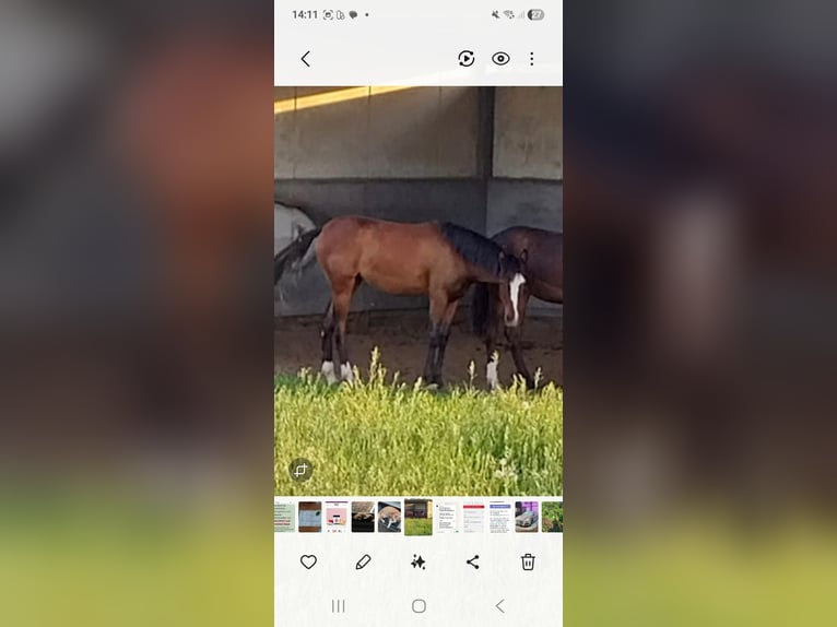 Deutsches Reitpony Stute 1 Jahr Brauner in Uedem