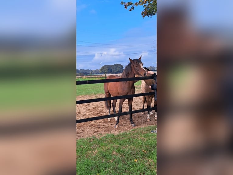 Deutsches Reitpony Stute 1 Jahr Brauner in Uedem