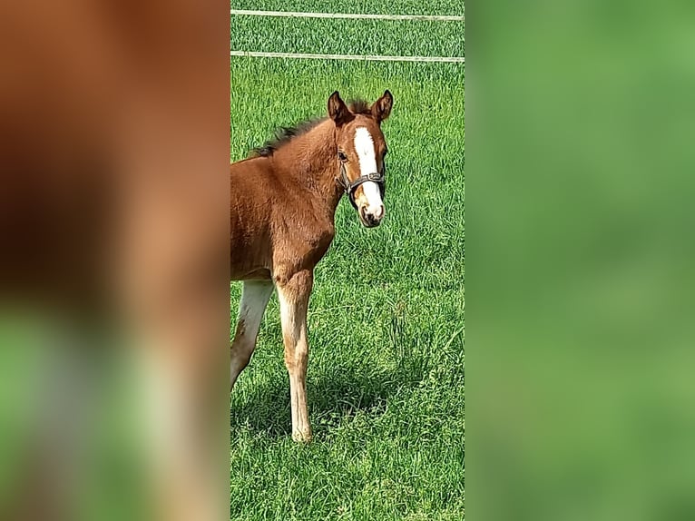 Deutsches Reitpony Stute 1 Jahr Brauner in Vreden
