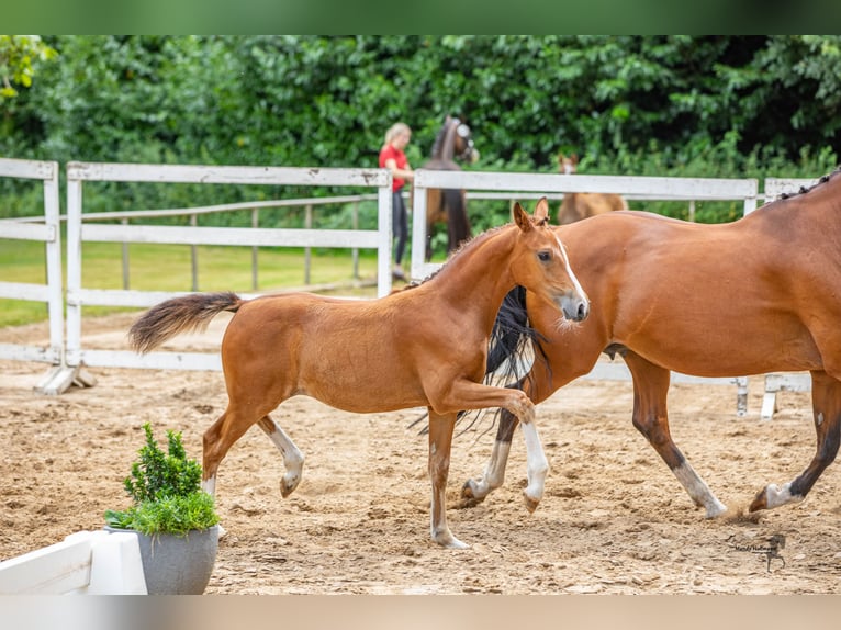 Deutsches Reitpony Stute 1 Jahr Brauner in Saterland