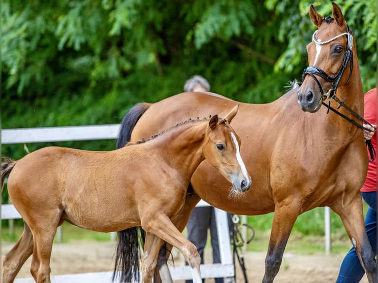 Deutsches Reitpony Stute 1 Jahr Brauner in Saterland
