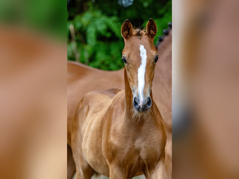Deutsches Reitpony Stute 1 Jahr Brauner in Saterland