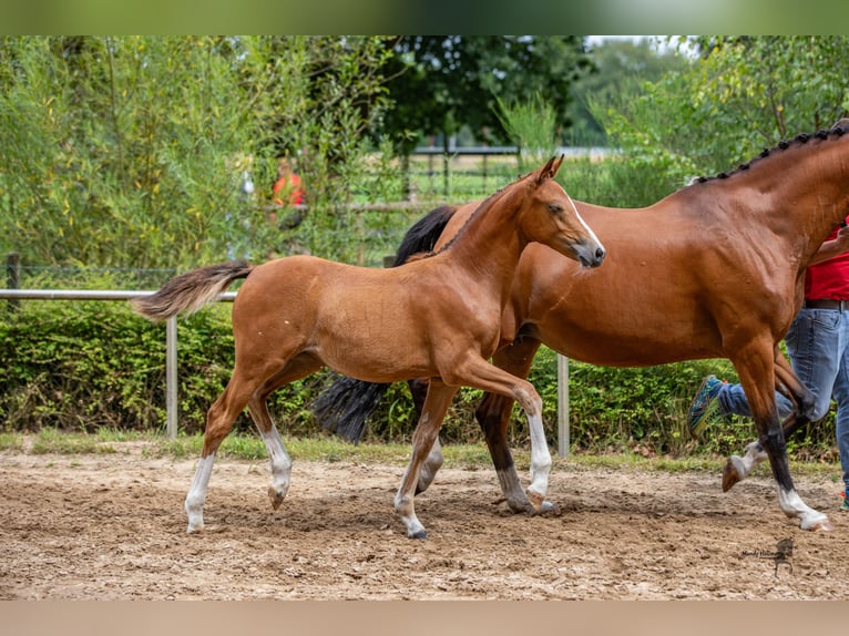 Deutsches Reitpony Stute 1 Jahr Brauner in Saterland