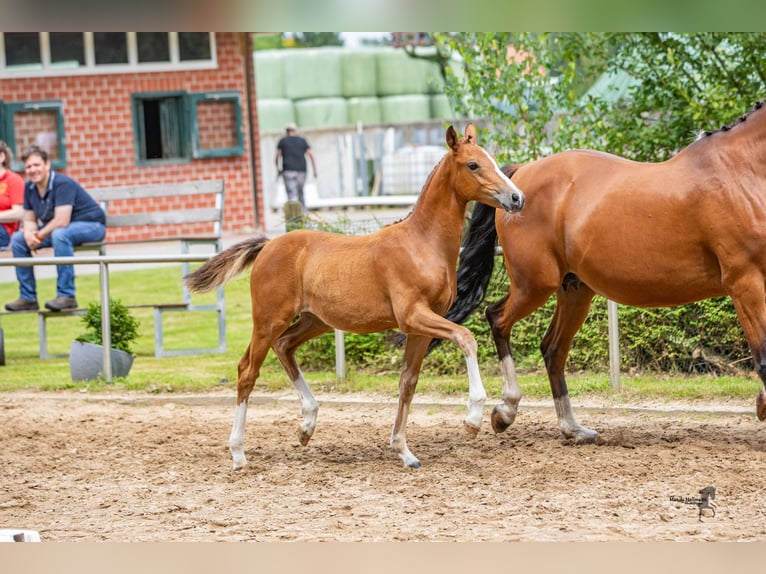 Deutsches Reitpony Stute 1 Jahr Brauner in Saterland
