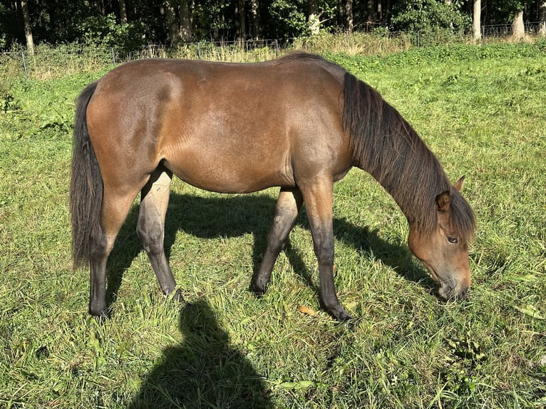 Deutsches Reitpony Stute 1 Jahr Brauner in Hanstedt