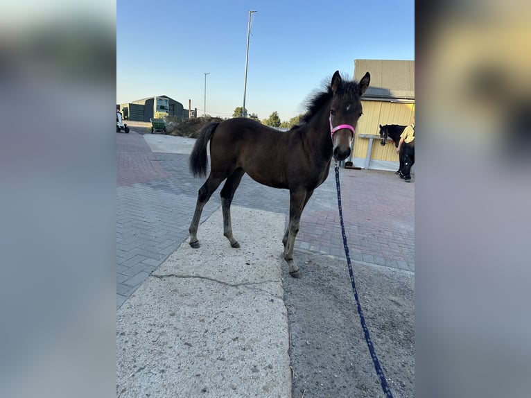 Deutsches Reitpony Stute 1 Jahr Brauner in Hanstedt