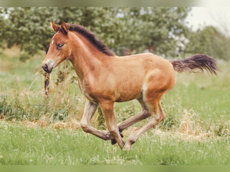Deutsches Reitpony Stute 1 Jahr Brauner in Hanstedt