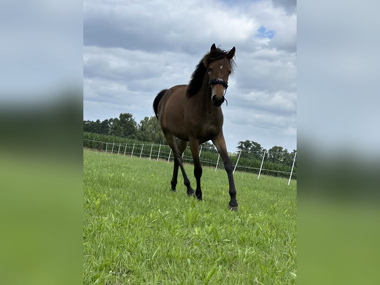 Deutsches Reitpony Stute 1 Jahr Brauner in Hanstedt