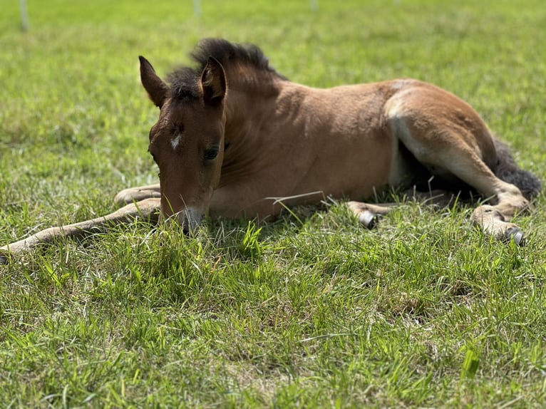 Deutsches Reitpony Stute 1 Jahr Brauner in Hanstedt