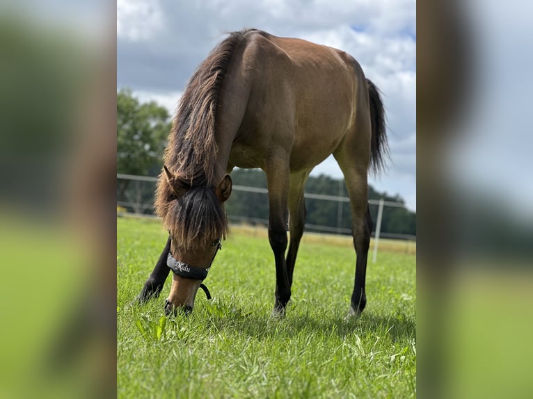 Deutsches Reitpony Stute 1 Jahr Brauner in Hanstedt