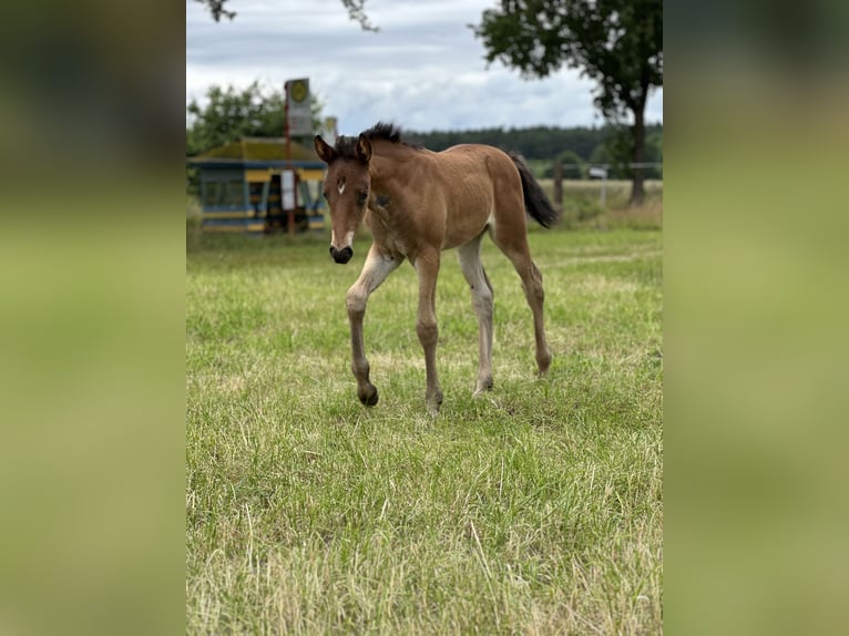 Deutsches Reitpony Stute 1 Jahr Brauner in Hanstedt