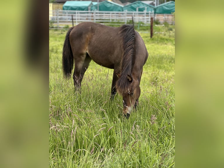 Deutsches Reitpony Stute 1 Jahr Brauner in Hanstedt
