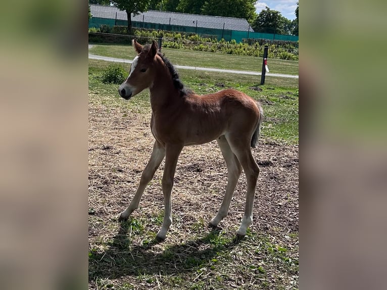 Deutsches Reitpony Stute 1 Jahr Brauner in Soest