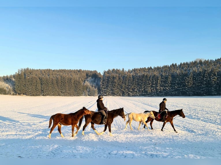 Deutsches Reitpony Stute 1 Jahr Brauner in Dietmannsried