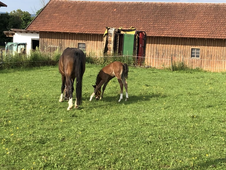 Deutsches Reitpony Stute 1 Jahr Brauner in Dietmannsried