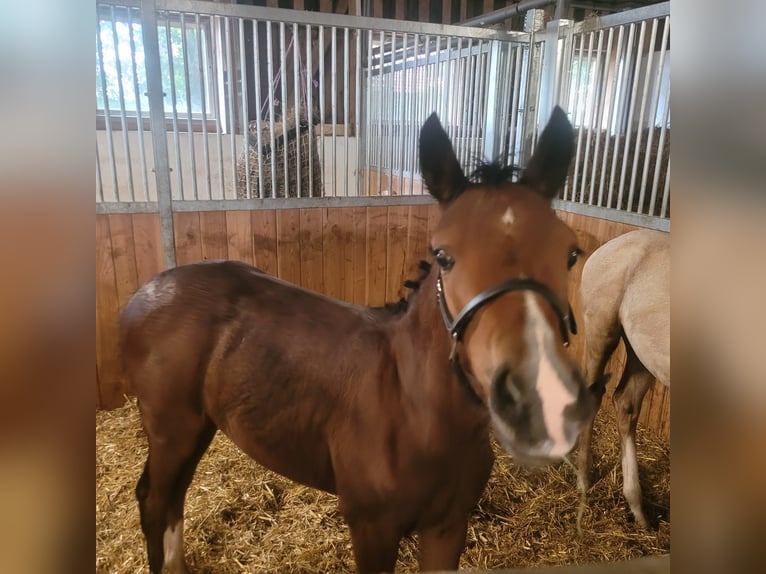 Deutsches Reitpony Stute 1 Jahr Brauner in Dietmannsried