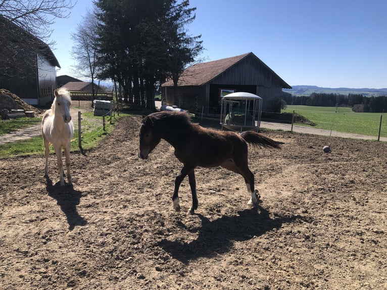Deutsches Reitpony Stute 1 Jahr Brauner in Dietmannsried