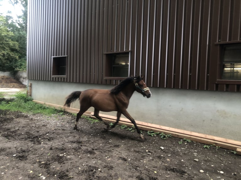 Deutsches Reitpony Stute 1 Jahr Brauner in Dietmannsried
