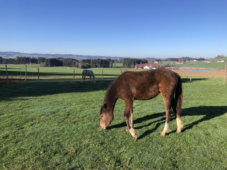 Deutsches Reitpony Stute 1 Jahr Brauner in Dietmannsried