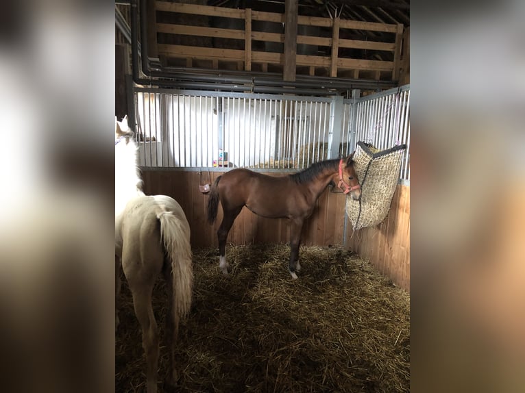Deutsches Reitpony Stute 1 Jahr Brauner in Dietmannsried