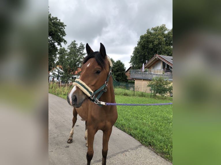Deutsches Reitpony Stute 1 Jahr Brauner in Dietmannsried