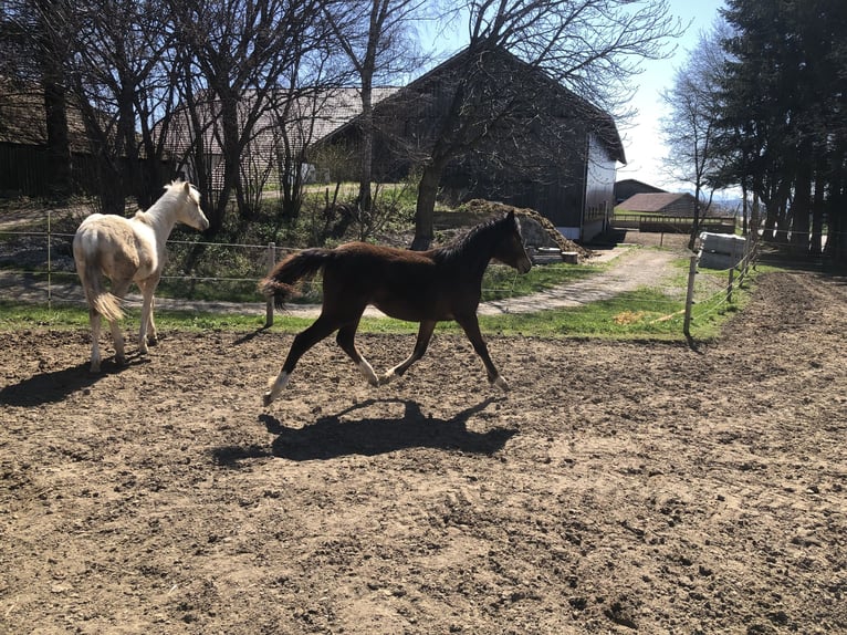 Deutsches Reitpony Stute 1 Jahr Brauner in Dietmannsried