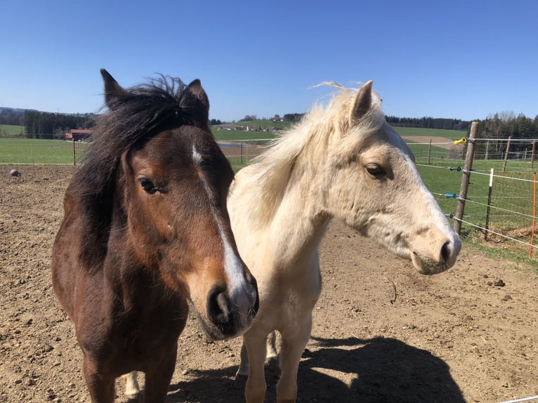 Deutsches Reitpony Stute 1 Jahr Brauner in Dietmannsried