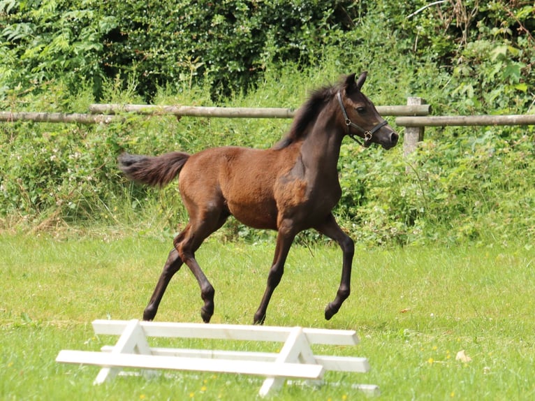 Deutsches Reitpony Stute 1 Jahr Braunfalbschimmel in Frankenberg (Eder)
