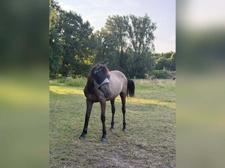 Deutsches Reitpony Mix Stute 1 Jahr Buckskin in Berg (Pfalz)
