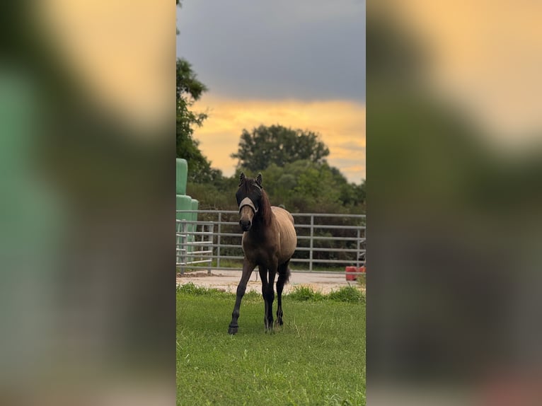 Deutsches Reitpony Mix Stute 1 Jahr Buckskin in Berg (Pfalz)