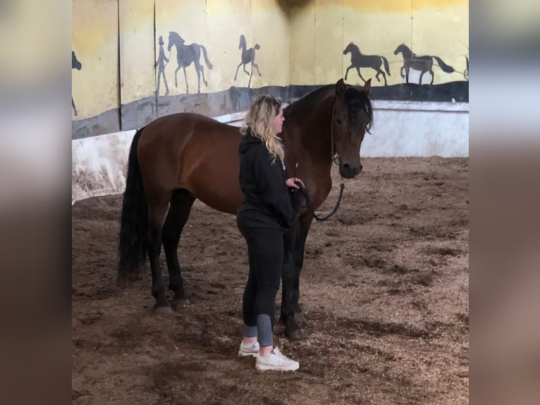 Deutsches Reitpony Mix Stute 1 Jahr Buckskin in Berg (Pfalz)