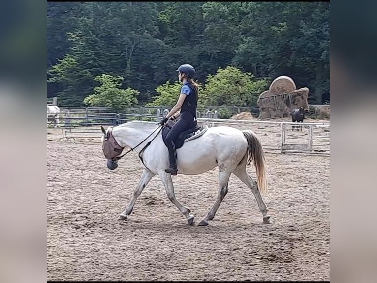Deutsches Reitpony Mix Stute 1 Jahr Buckskin in Berg (Pfalz)